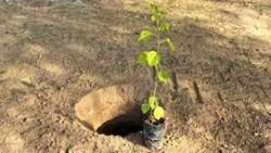 کاشت ۲۵۰۰ اصله نهال در سراسر استان بوشهر